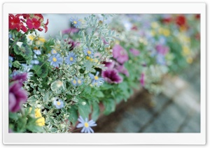 Flowers Tumblr Ultra HD Wallpaper for 4K UHD Widescreen desktop, tablet & smartphone