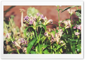 Flowers Wilted Ultra HD Wallpaper for 4K UHD Widescreen desktop, tablet & smartphone