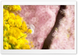 Flowers, Yellow and Pink Bokeh Ultra HD Wallpaper for 4K UHD Widescreen desktop, tablet & smartphone
