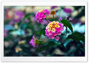 Flowerss Ultra HD Wallpaper for 4K UHD Widescreen desktop, tablet & smartphone