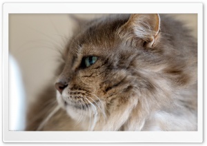 Fluffy Cat Ultra HD Wallpaper for 4K UHD Widescreen desktop, tablet & smartphone