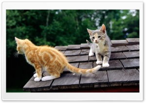 Fluffy Kittens Ultra HD Wallpaper for 4K UHD Widescreen desktop, tablet & smartphone