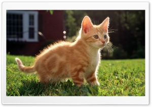 Fluffy Kitty 1 Ultra HD Wallpaper for 4K UHD Widescreen desktop, tablet & smartphone