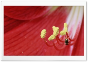 Fly Ultra HD Wallpaper for 4K UHD Widescreen desktop, tablet & smartphone