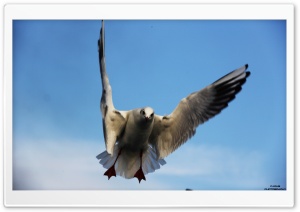 Fly Seagull Ultra HD Wallpaper for 4K UHD Widescreen desktop, tablet & smartphone