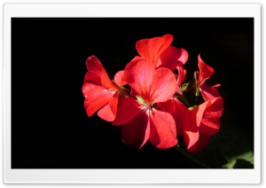 Focous Flower Ultra HD Wallpaper for 4K UHD Widescreen desktop, tablet & smartphone