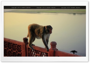 focus Ultra HD Wallpaper for 4K UHD Widescreen desktop, tablet & smartphone