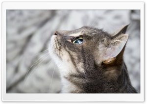 Focused Cat Ultra HD Wallpaper for 4K UHD Widescreen desktop, tablet & smartphone