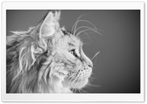 Focused, Maine Coon Cat, Beautiful Profile Portrait Ultra HD Wallpaper for 4K UHD Widescreen desktop, tablet & smartphone