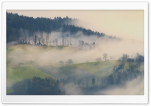 Fog, Forest Trees, Field Ultra HD Wallpaper for 4K UHD Widescreen desktop, tablet & smartphone