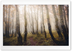 Foggy, Autumn, Forest, Trees, Nature Ultra HD Wallpaper for 4K UHD Widescreen desktop, tablet & smartphone