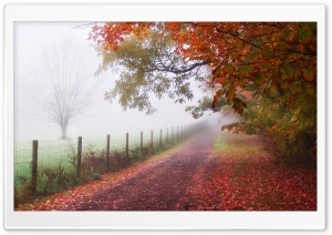 Foggy Day Ultra HD Wallpaper for 4K UHD Widescreen desktop, tablet & smartphone