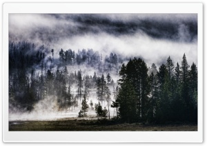 Foggy Forest Ultra HD Wallpaper for 4K UHD Widescreen desktop, tablet & smartphone