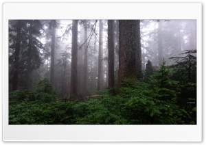 Foggy Trees Ultra HD Wallpaper for 4K UHD Widescreen desktop, tablet & smartphone