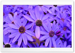 FoMef - 5K - Flower Ultra HD Wallpaper for 4K UHD Widescreen desktop, tablet & smartphone