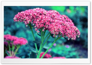 FoMef - 5K - Flowerdream Ultra HD Wallpaper for 4K UHD Widescreen desktop, tablet & smartphone