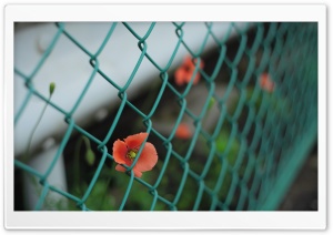 Forbidden Ultra HD Wallpaper for 4K UHD Widescreen desktop, tablet & smartphone