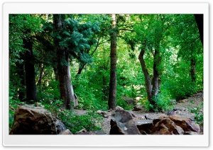 Forest 18 Ultra HD Wallpaper for 4K UHD Widescreen desktop, tablet & smartphone