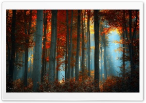 Forest Ultra HD Wallpaper for 4K UHD Widescreen desktop, tablet & smartphone
