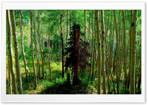 Forest 26 Ultra HD Wallpaper for 4K UHD Widescreen desktop, tablet & smartphone