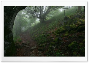 Forest 6 Ultra HD Wallpaper for 4K UHD Widescreen desktop, tablet & smartphone