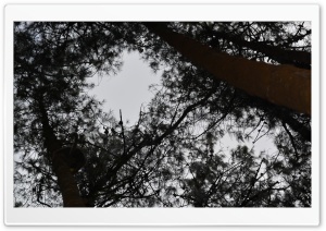 Forest Ultra HD Wallpaper for 4K UHD Widescreen desktop, tablet & smartphone