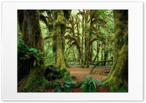 forest Ultra HD Wallpaper for 4K UHD Widescreen desktop, tablet & smartphone