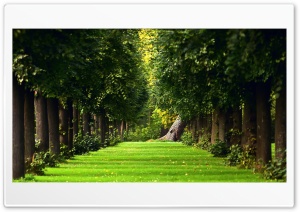 Forest alley Ultra HD Wallpaper for 4K UHD Widescreen desktop, tablet & smartphone