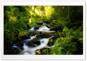 Forest Creek Ultra HD Wallpaper for 4K UHD Widescreen desktop, tablet & smartphone
