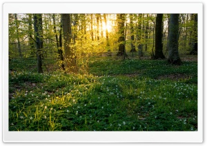 Forest Flowers Ultra HD Wallpaper for 4K UHD Widescreen desktop, tablet & smartphone