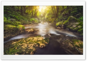 Forest Glow Ultra HD Wallpaper for 4K UHD Widescreen desktop, tablet & smartphone