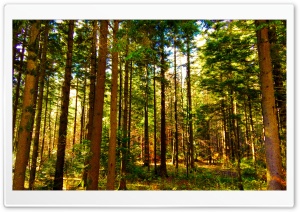 Forest Gorski Kotar Ultra HD Wallpaper for 4K UHD Widescreen desktop, tablet & smartphone