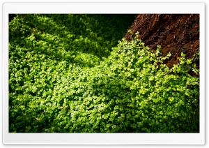 Forest Grass Ultra HD Wallpaper for 4K UHD Widescreen desktop, tablet & smartphone