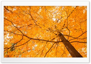 Forest In Autumn Ultra HD Wallpaper for 4K UHD Widescreen desktop, tablet & smartphone