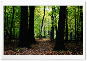 Forest in Dam No. 1 Woods Ultra HD Wallpaper for 4K UHD Widescreen desktop, tablet & smartphone