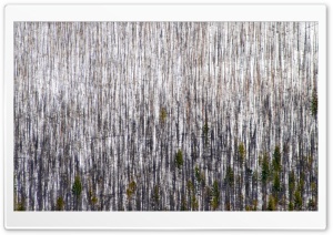 Forest In Winter Ultra HD Wallpaper for 4K UHD Widescreen desktop, tablet & smartphone