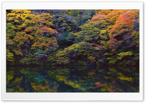 Forest Lake Ultra HD Wallpaper for 4K UHD Widescreen desktop, tablet & smartphone