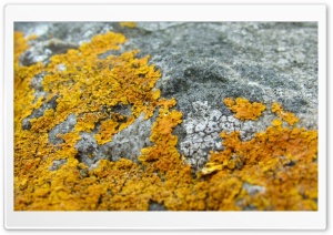 Forest Lichens Ultra HD Wallpaper for 4K UHD Widescreen desktop, tablet & smartphone
