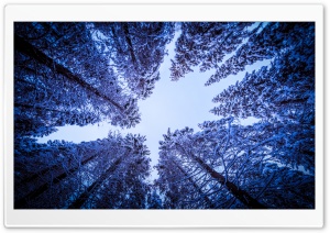 Forest Looking Up Ultra HD Wallpaper for 4K UHD Widescreen desktop, tablet & smartphone