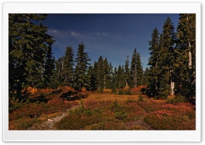Forest Meadow Ultra HD Wallpaper for 4K UHD Widescreen desktop, tablet & smartphone