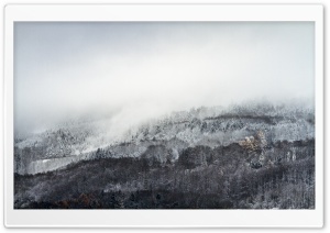 Forest Mist Winter Ultra HD Wallpaper for 4K UHD Widescreen desktop, tablet & smartphone