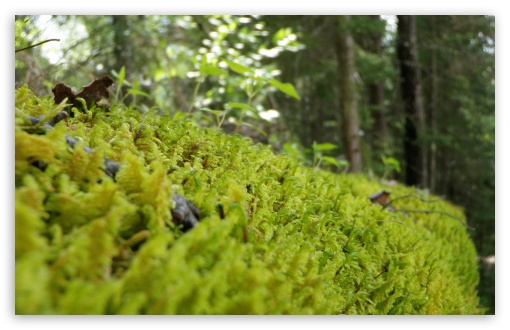 tree moss download free