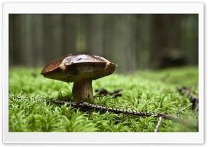 Forest Mushroom Ultra HD Wallpaper for 4K UHD Widescreen desktop, tablet & smartphone