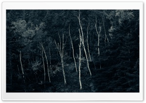 Forest Night Ultra HD Wallpaper for 4K UHD Widescreen desktop, tablet & smartphone