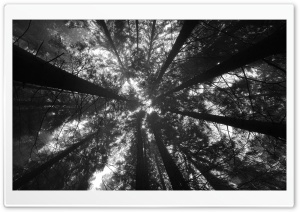 Forest of Darkness Ultra HD Wallpaper for 4K UHD Widescreen desktop, tablet & smartphone