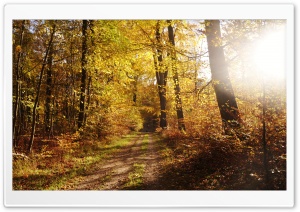 Forest Path Ultra HD Wallpaper for 4K UHD Widescreen desktop, tablet & smartphone