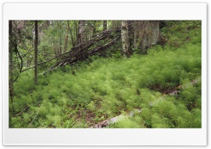 Forest Plants Ultra HD Wallpaper for 4K UHD Widescreen desktop, tablet & smartphone