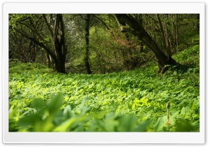 Forest Plants Nature Ultra HD Wallpaper for 4K UHD Widescreen desktop, tablet & smartphone