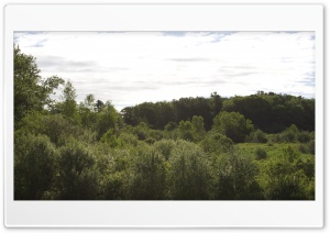 Forest Scenery Ultra HD Wallpaper for 4K UHD Widescreen desktop, tablet & smartphone