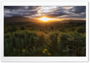 Forest, Scotland Ultra HD Wallpaper for 4K UHD Widescreen desktop, tablet & smartphone